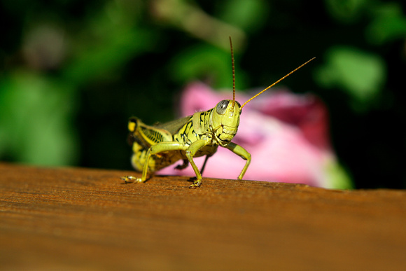 Grasshopper #3
